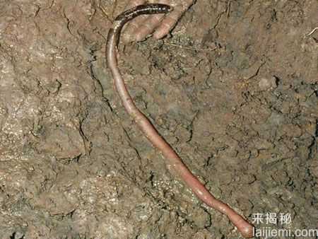 你认识几个？世界上最濒危灭绝的10大物种739 / 作者:UFO来啦 / 帖子ID:62189