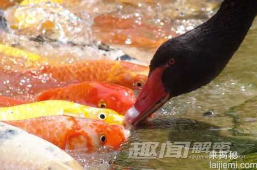 黑天鹅每天给锦鲤鱼“喂食” 场面温馨97 / 作者:UFO外星人爱好者 / 帖子ID:59781
