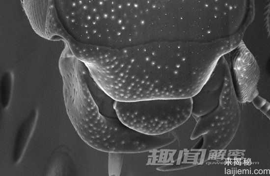 自然界中十大令人毛骨悚然的昆虫265 / 作者:UFO来啦 / 帖子ID:65594