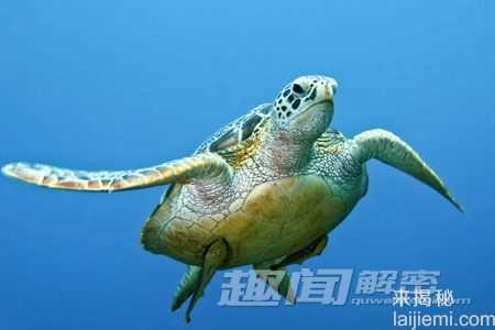 存活上亿年-揭开神秘海洋动物长寿之谜497 / 作者:UFO来啦 / 帖子ID:63514
