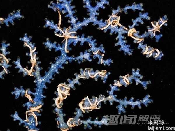 探秘深海峡谷中的“外星生物”23 / 作者:UFO来啦 / 帖子ID:60962