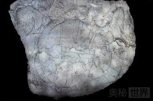 考古界最具意义的8项骨骼化石发现340 / 作者:UFO来啦 / 帖子ID:65569