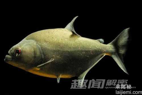 研究称黑色水虎鱼咬合力惊人 远超霸王龙474 / 作者:UFO爱好者 / 帖子ID:66734 研究称黑色水虎鱼咬合力惊人 远超霸王龙474 / 作者:UFO爱好者 / 帖子ID:66734
