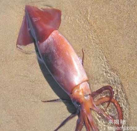 盘点8大长相怪异鱿鱼 吸血鬼鱿鱼140 / 作者:UFO来啦 / 帖子ID:65028