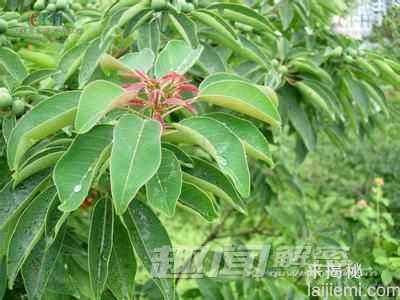 盘点八种致癌植物：真的能致癌吗？253 / 作者:UFO来啦 / 帖子ID:65116