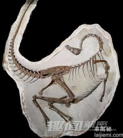 恐龙新发现：用摇尾的方式求爱624 / 作者:UFO来啦 / 帖子ID:63799