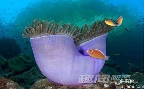 闪爆你的眼球！神秘诡异的深海生物177 / 作者:UFO来啦 / 帖子ID:66022