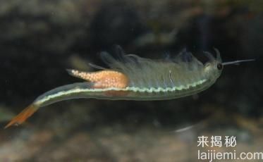 不可思议！出现在现代的神秘史前物种681 / 作者:UFO来啦 / 帖子ID:61369