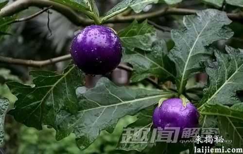 千奇百怪的特色水果 你吃过几种？979 / 作者:UFO外星人爱好者 / 帖子ID:60200