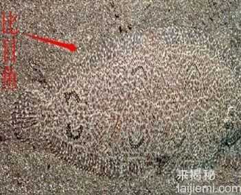 盘点：动物界最出名的八大伪装大师246 / 作者:UFO来啦 / 帖子ID:65223