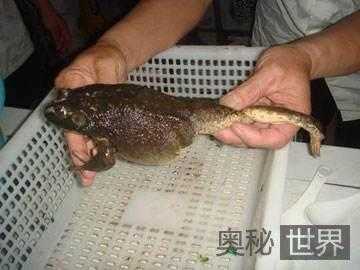中国山西惊现三条腿牛蛙911 / 作者:UFO外星人爱好者 / 帖子ID:59543 中国山西惊现三条腿牛蛙911 / 作者:UFO外星人爱好者 / 帖子ID:59543