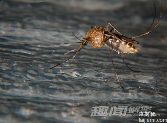 蚊子的十个事实-亚历山大帝被蚊子叮死777 / 作者:UFO来啦 / 帖子ID:65717