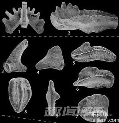 盘点比恐龙更怪异10种史前动物(组图)910 / 作者:UFO来啦 / 帖子ID:65160