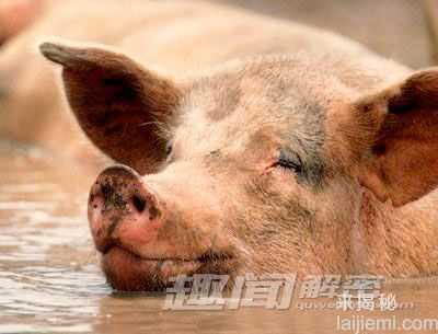 令人惊讶动物繁衍：猪达到巅峰持续30分钟827 / 作者:UFO来啦 / 帖子ID:62077