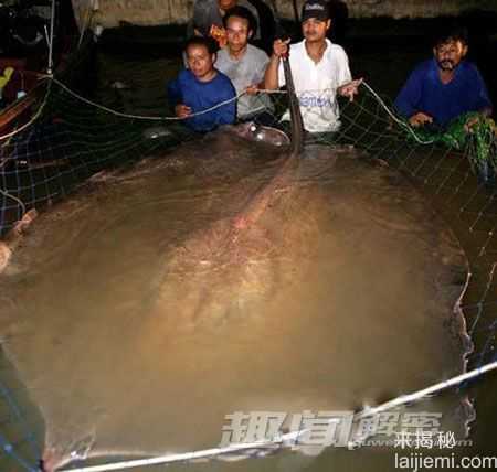最大的淡水鱼 谁才是江湖里大佬中的大佬911 / 作者:UFO来啦 / 帖子ID:64209