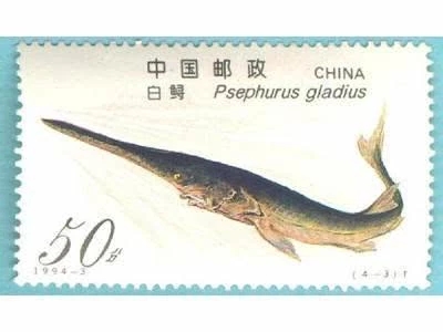白鳍豚灭绝了吗?长江禁渔十年能拯救白鳍豚吗879 / 作者:揭秘者 / 帖子ID:55976