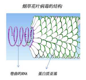 「细菌」和「病毒」有什么区别？761 / 作者:平衡才能持久 / 帖子ID:56050