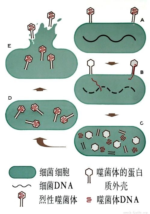 「细菌」和「病毒」有什么区别？857 / 作者:discuznt / 帖子ID:56050