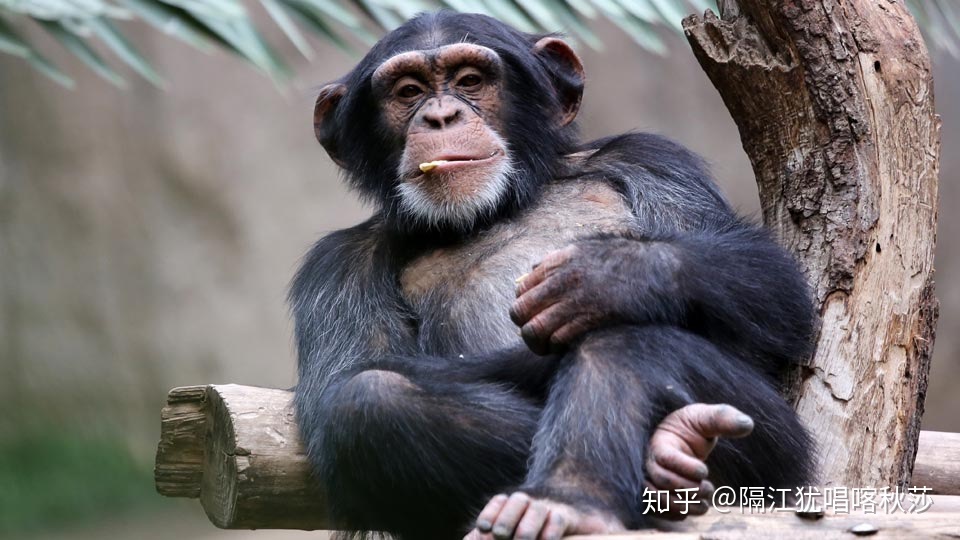 HIV病毒到底是哪里来的?495 / 作者:我要去2018 / 帖子ID:56054
