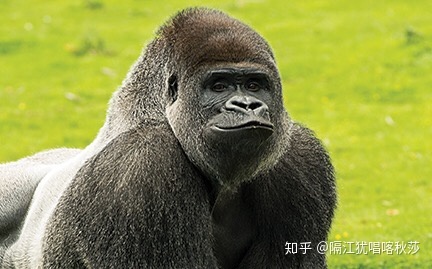 HIV病毒到底是哪里来的?499 / 作者:我要去2018 / 帖子ID:56054