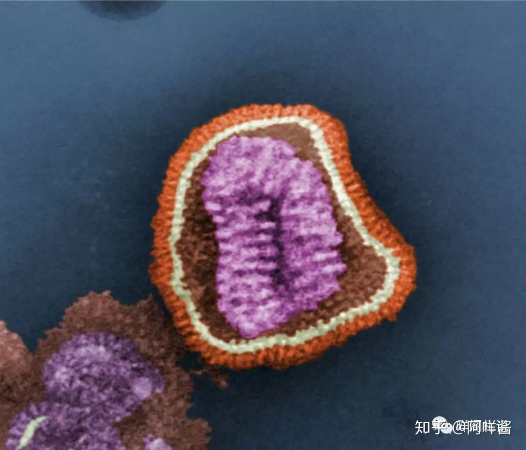 生物进化中，病毒存在至今有何意义？543 / 作者:xiexueqiao / 帖子ID:56064