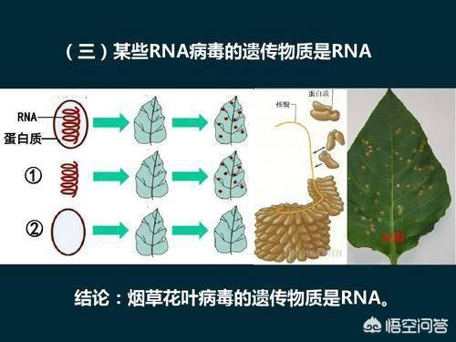 病毒是生命吗？怎么形成的？635 / 作者:大豆农民 / 帖子ID:56066