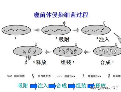病毒是生命吗？怎么形成的？611 / 作者:今早我梦醒了坎 / 帖子ID:56066