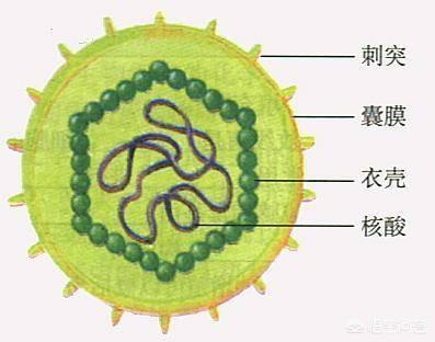 病毒是生命吗？怎么形成的？597 / 作者:大豆农民 / 帖子ID:56066