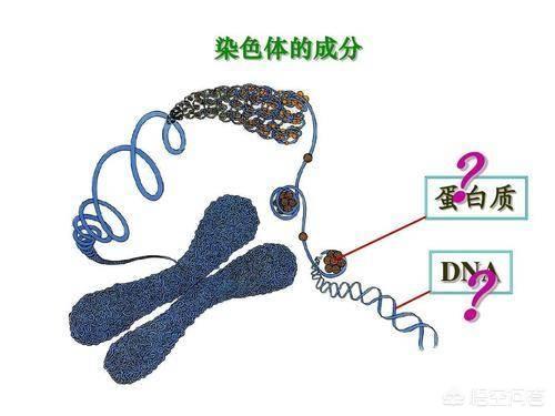 病毒是生命吗？怎么形成的？409 / 作者:大豆农民 / 帖子ID:56066