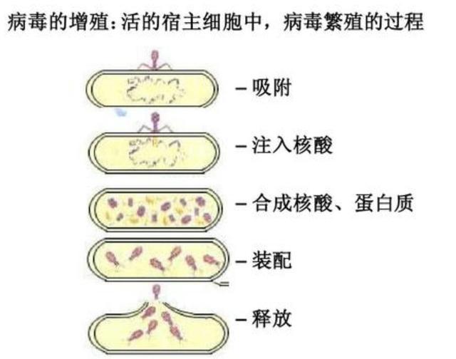 什么是病毒？984 / 作者:誓约之剑 / 帖子ID:56074