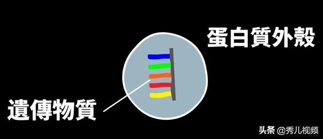 病毒特点：什么是病毒733 / 作者:内托体头 / 帖子ID:56086