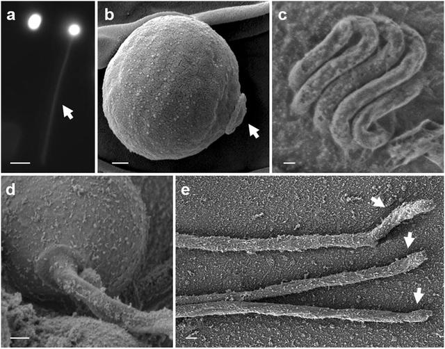 科学家获重大突破，发现“不要氧气”生存生物，地外生命也不要？795 / 作者:淡淡清水1314 / 帖子ID:56540