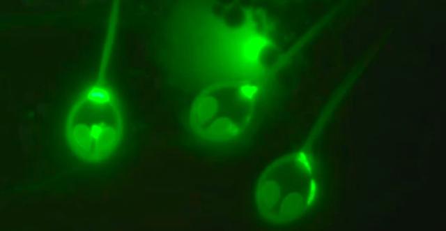 科学家发现了第一个不呼吸氧气的动物 或为探究地外生命新突破543 / 作者:风男人1984 / 帖子ID:56542