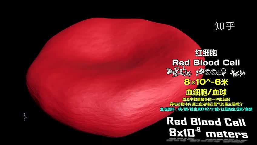 如果把地球当做一个直径 1cm 的小球，整个目前观测到的宇宙有多大？339 / 作者:lillian0630 / 帖子ID:56591