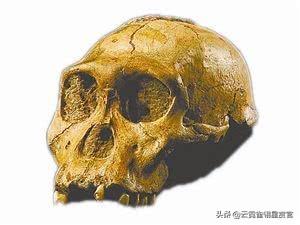 科学家在地下山洞发现2具古猿化石，意外揭开人类起源之谜257 / 作者:我放心你带套猛 / 帖子ID:56627