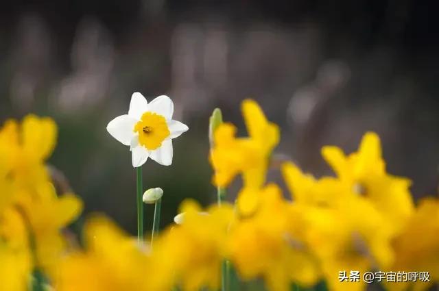 人类如何渡过命运的星河？971 / 作者:liciying / 帖子ID:56890