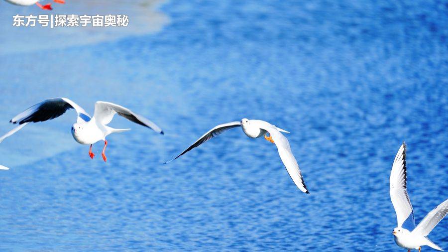 美国海岸出现大量“神秘生物”，长相极为奇特，来看看长啥样156 / 作者:eromy / 帖子ID:57124