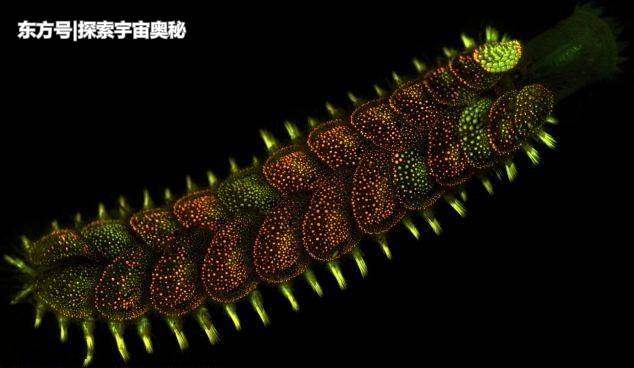 美国海岸出现大量“神秘生物”，长相极为奇特，来看看长啥样500 / 作者:eromy / 帖子ID:57124