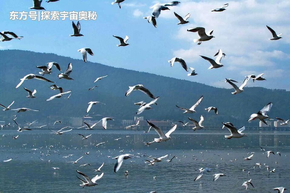 美国海岸出现大量“神秘生物”，长相极为奇特，来看看长啥样416 / 作者:eromy / 帖子ID:57124