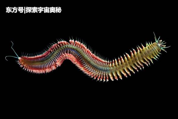 美国海岸出现大量“神秘生物”，长相极为奇特，来看看长啥样898 / 作者:eromy / 帖子ID:57124