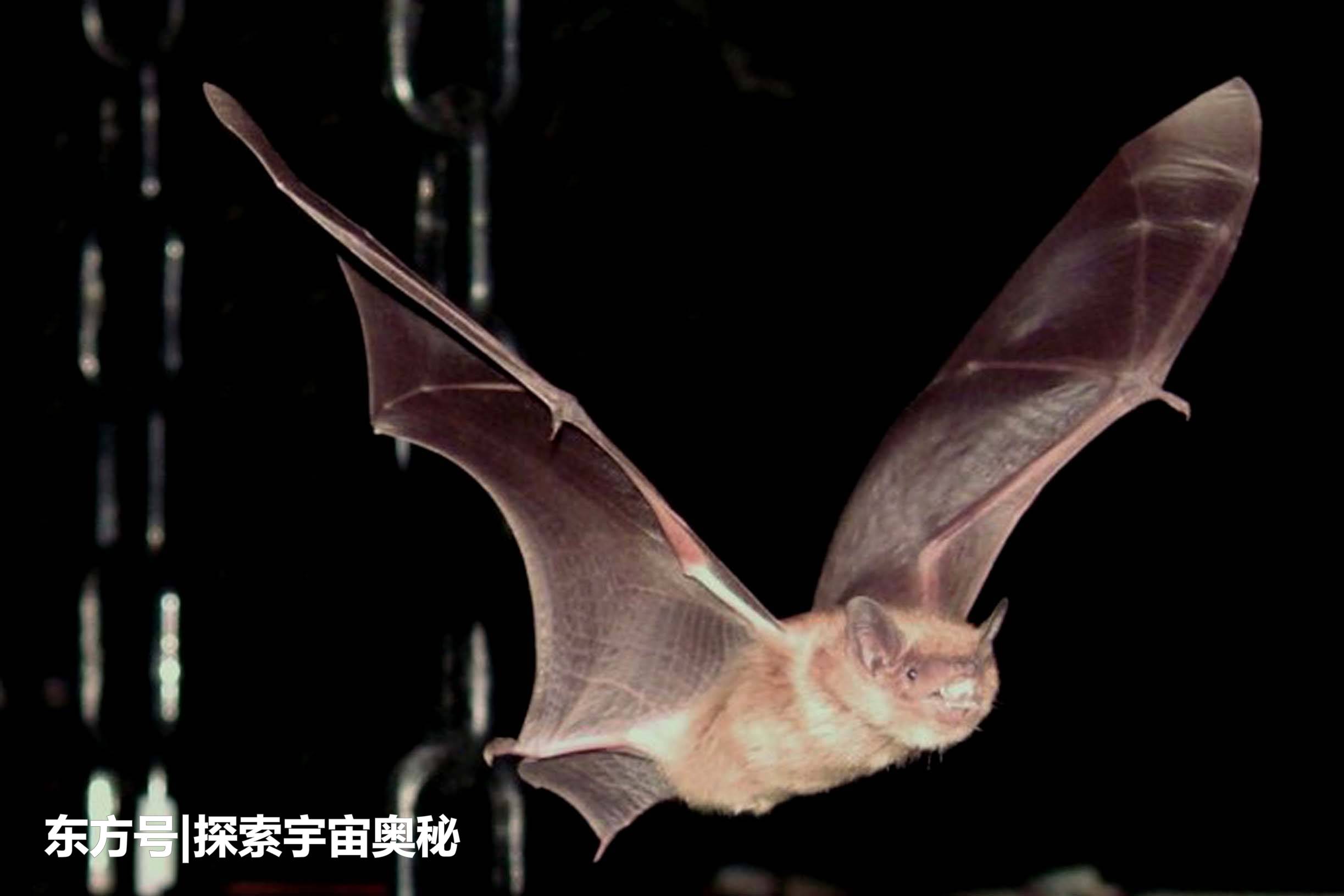 蝙蝠携带致命病毒却不生病，究竟是为什么？347 / 作者:无将大车 / 帖子ID:57128