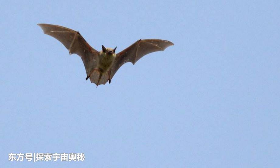 蝙蝠携带致命病毒却不生病，究竟是为什么？846 / 作者:无将大车 / 帖子ID:57128