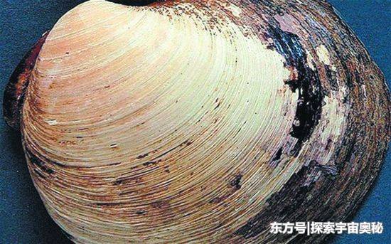 它才是动物界的寿星之王，已活了405年，长寿原因仍是谜254 / 作者:我是的十八簿 / 帖子ID:57132
