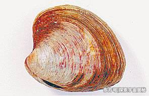 它才是动物界的寿星之王，已活了405年，长寿原因仍是谜997 / 作者:我是的十八簿 / 帖子ID:57132