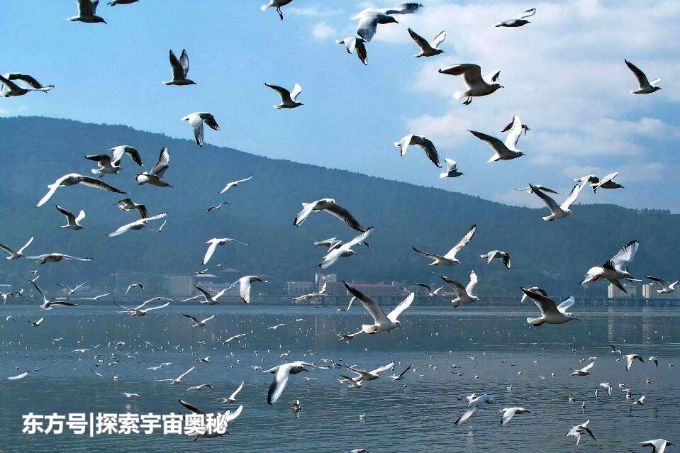 美国西海岸出现大量海鸥，它们像是排队吃东西，到底在吃什么？212 / 作者:郭光庆 / 帖子ID:57133