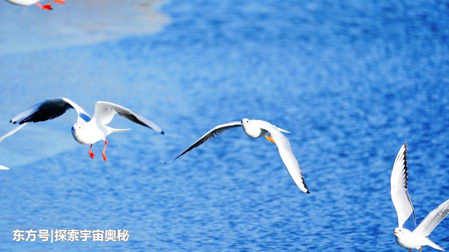 美国西海岸出现大量海鸥，它们像是排队吃东西，到底在吃什么？324 / 作者:郭光庆 / 帖子ID:57133
