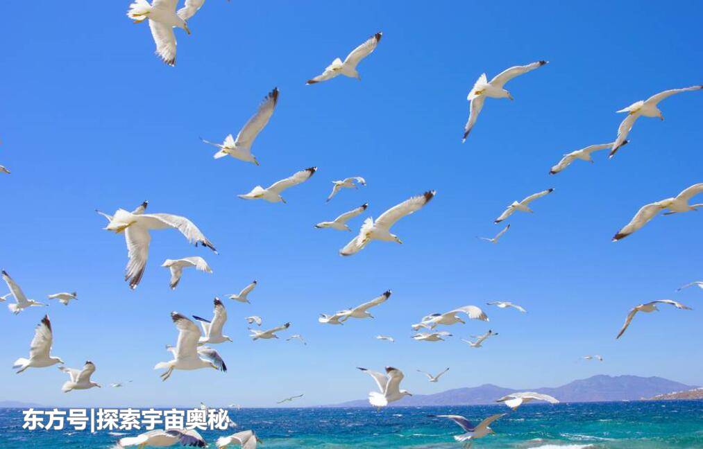 美国西海岸出现大量海鸥，它们像是排队吃东西，到底在吃什么？633 / 作者:郭光庆 / 帖子ID:57133