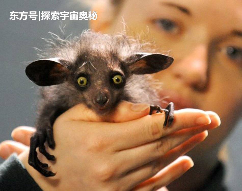 这种生物被称为恶魔化身，当地居民将之钉杀，科学家急忙辩护857 / 作者:bTHzJAvw / 帖子ID:57134