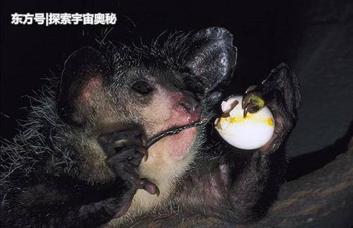 这种生物被称为恶魔化身，当地居民将之钉杀，科学家急忙辩护968 / 作者:bTHzJAvw / 帖子ID:57134