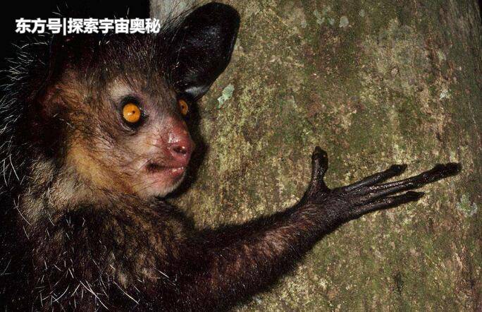 这种生物被称为恶魔化身，当地居民将之钉杀，科学家急忙辩护257 / 作者:bTHzJAvw / 帖子ID:57134